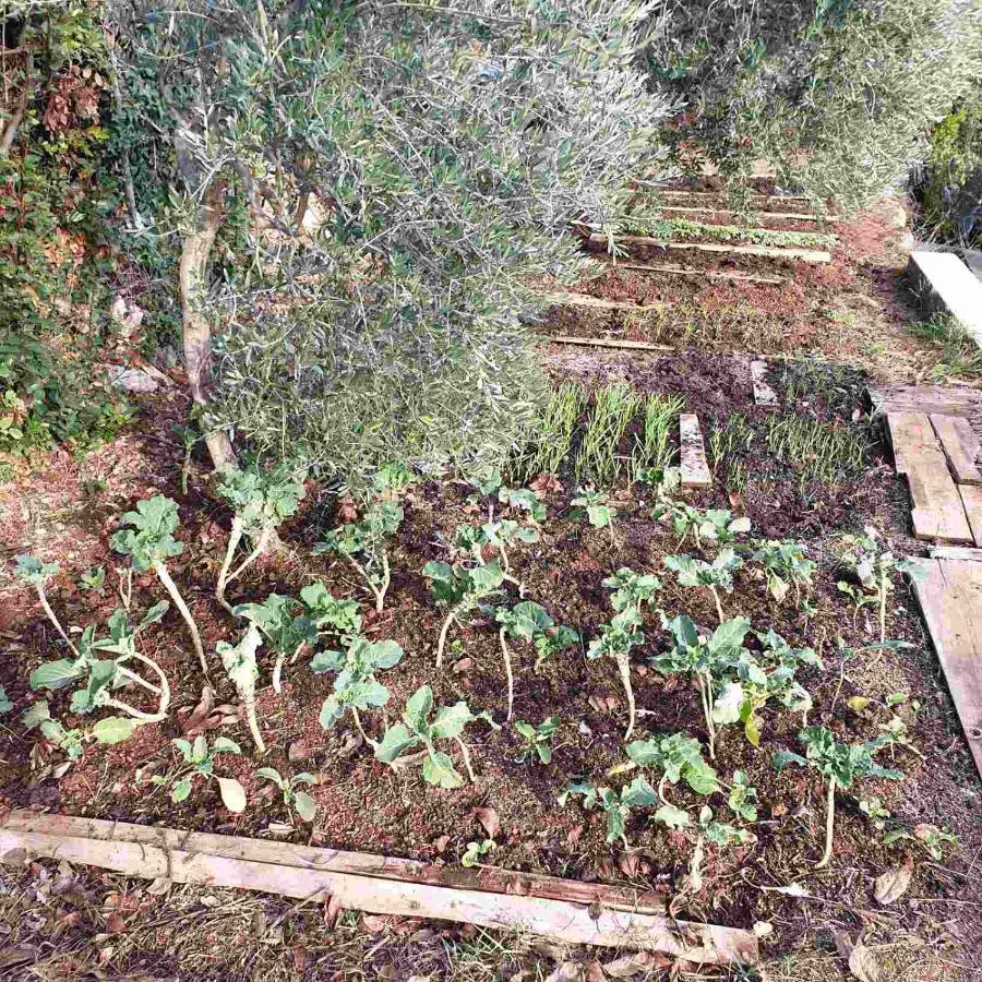 Mary'S Garden Villa Tulisevica Exterior photo